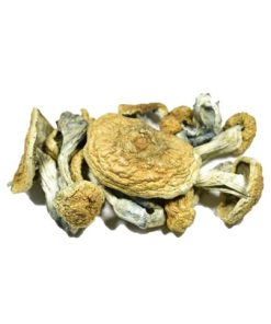 Gold Cap Psilocybe Mushroom