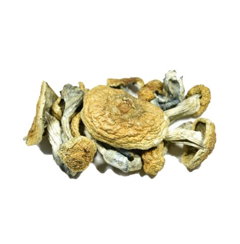 Gold Cap Psilocybe Mushroom